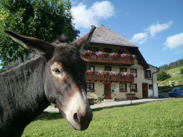 Sunmattehof Todtnauberg